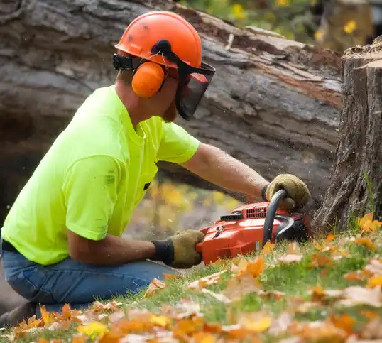 tree services Racine